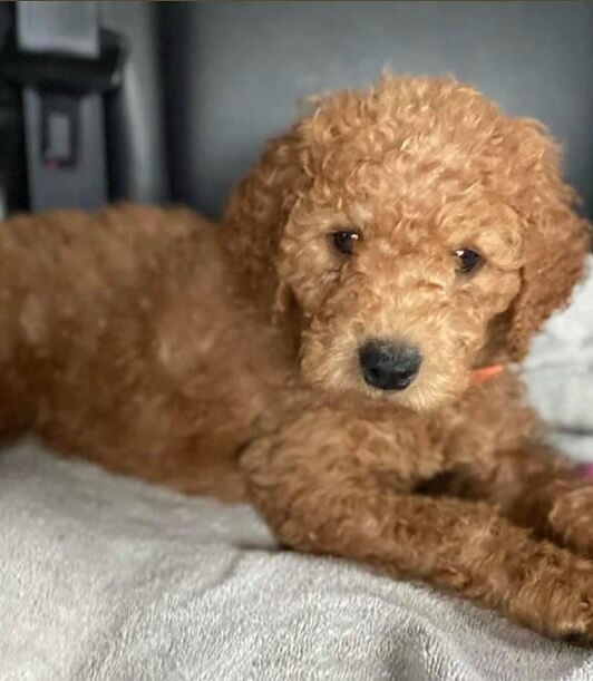 It’s #nationalpuppyday!
Peep baby Posie and big girl Posie.♥️
#OhPosie 🐶
#PosiesPlace
#LouCrew
#makeitmeaningful
#justshakeitoff
#goldendoodlelife
#goldendoodlelove
#goldendoodles
#goldendoodlesofinstagram
#doodlesofinstagram